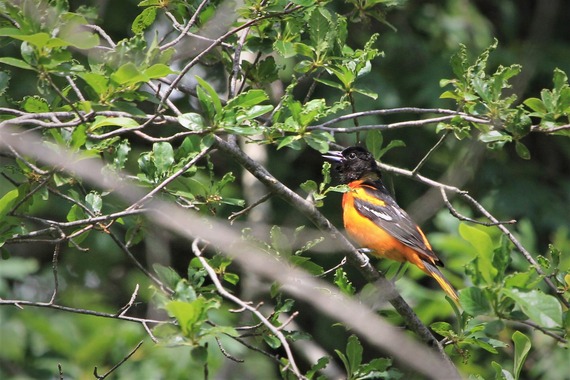 A Baltimore oriole in a tree.