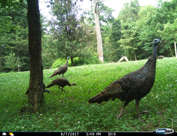 Turkeys captured on a trail camera.