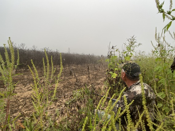 A hunter crouching in brush.