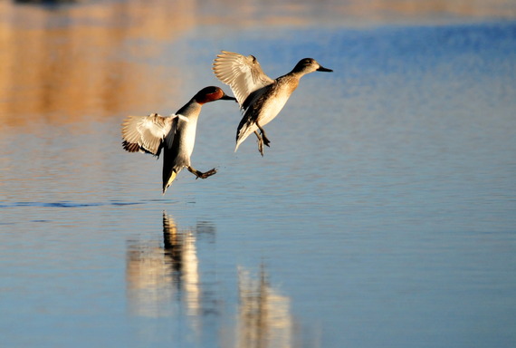 Green-winged teal, via Wikimedia Commons.