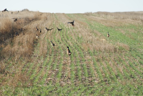 Pheasants flying in a field.