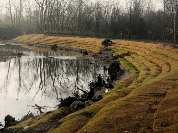 Rootwads and soil lifts applied to an outside bend of Eagle Creek for bank stabilization.