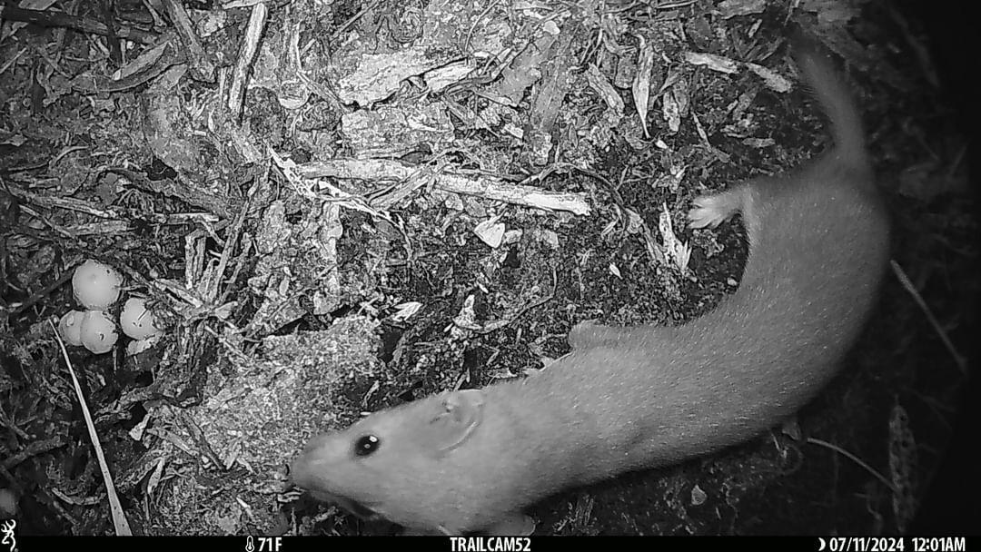 A least weasel caught on camera.