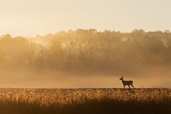 A deer in a field with trees in the background during sunrise.