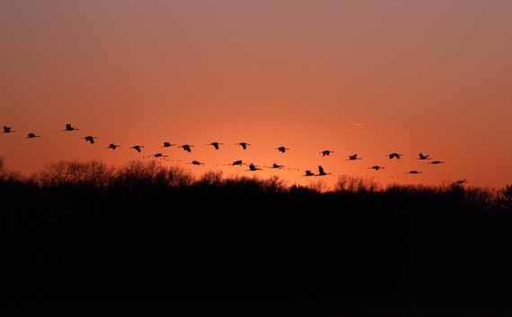 Sandhill Cranes flying under a red sky.