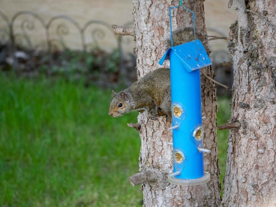 A squirrel perched on a tree beside a birdfeeder.