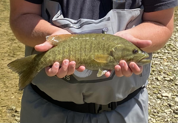 A smallmouth bass being held in two hands.