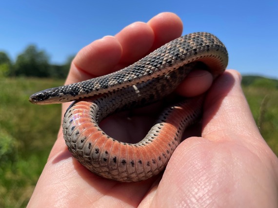 Kirtland's snake in a hand.