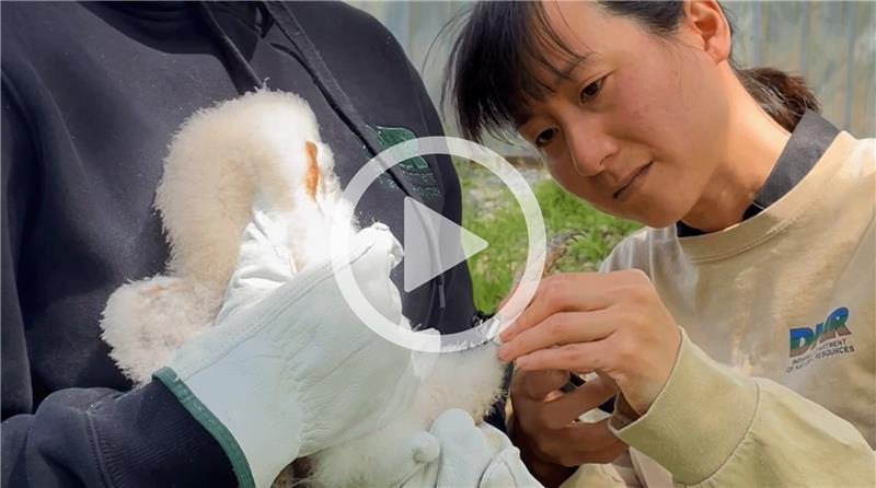YouTube thumbnail of Nongame Wildlife Fund video.