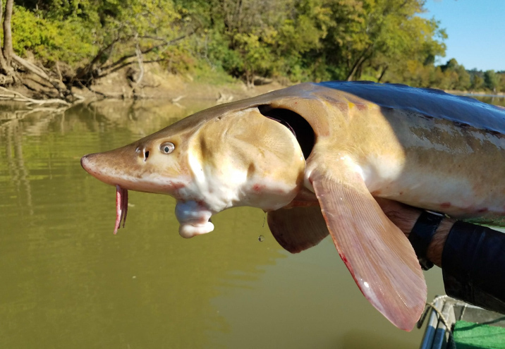 sturgeon