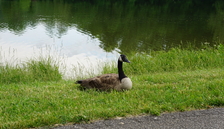 Goose