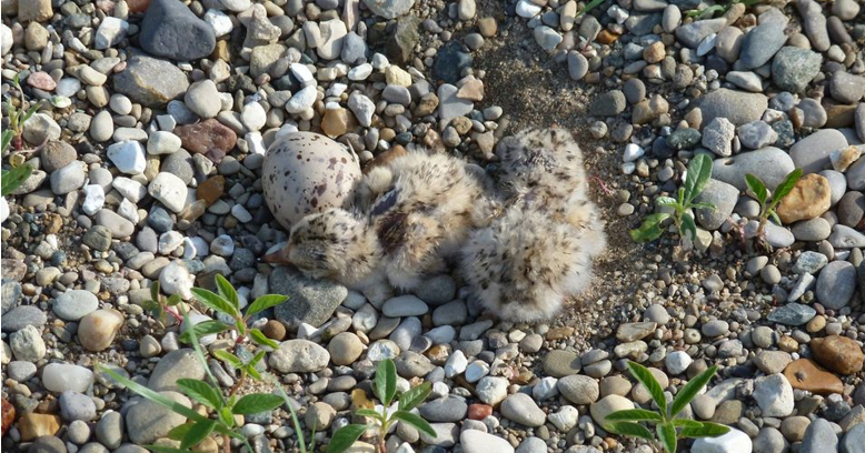 Least Tern Chicks