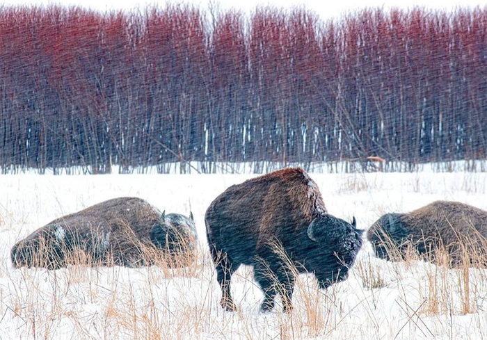Bison in snow