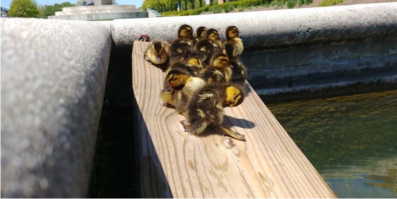 Chicks