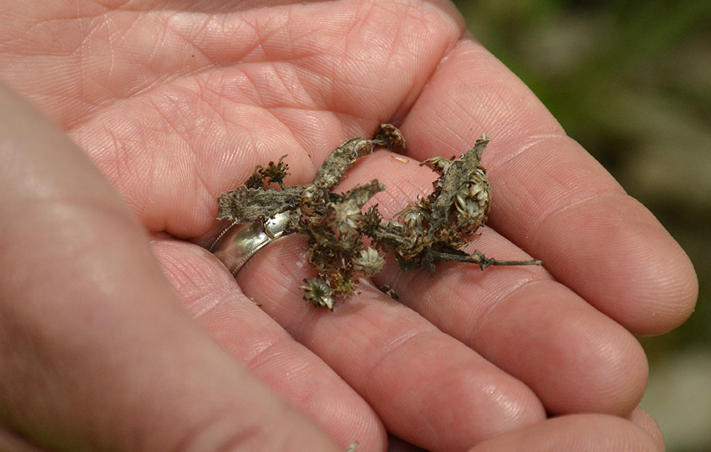 Stout Goldenrod seeds