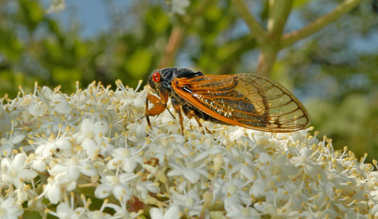 Cicada