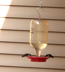 bird feeder