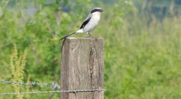 Shrike