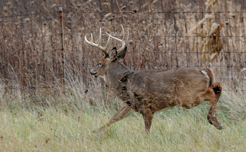deer