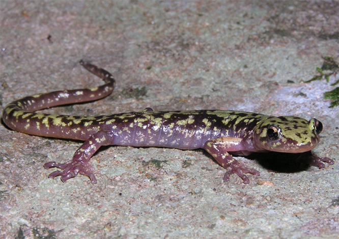 salamander