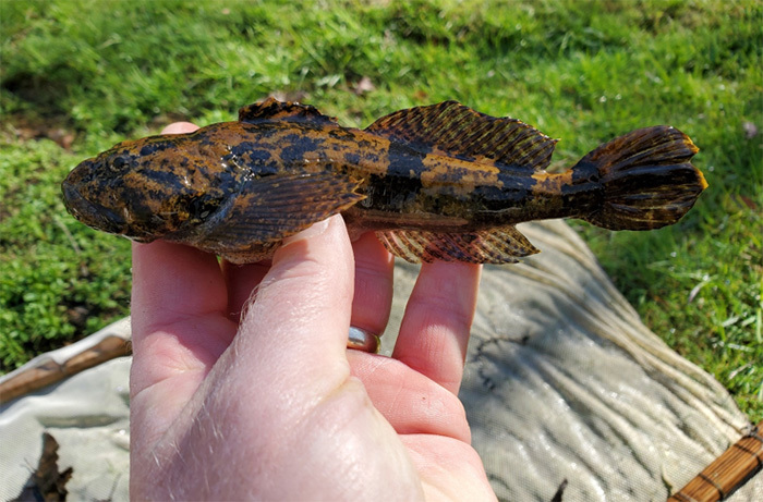 Banded Sculpin