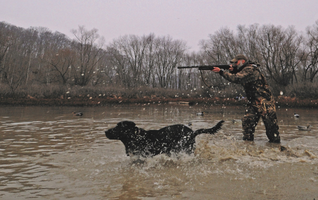 A hunter with a black lab posed in splashing water