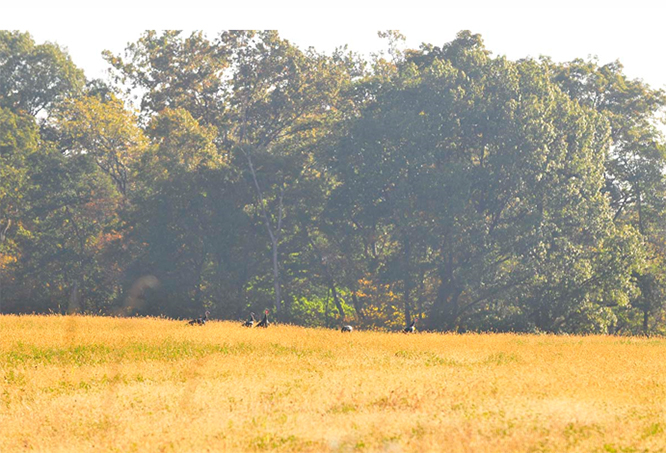 Turkeys in a golden field