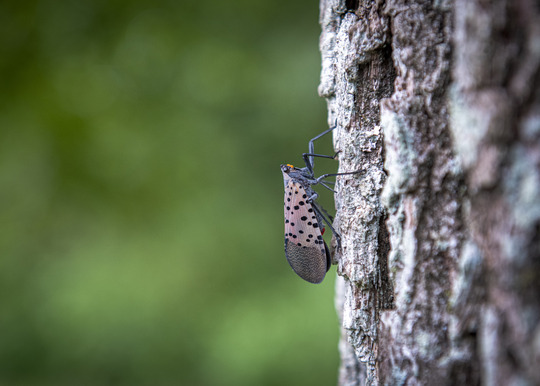 spotted lanternfly on tree