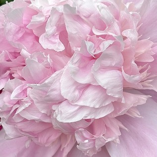 PEONY