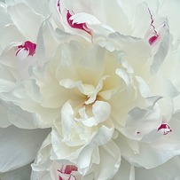 white peony