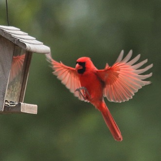 Cardinal