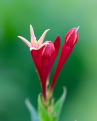 Indian Pink
