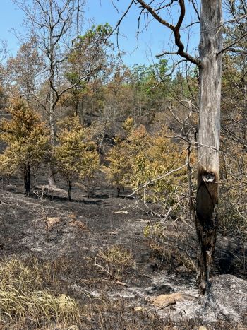 A tree, burned by the fire, is still standing despite having most of its base burned. Vegetation is burned in the background.