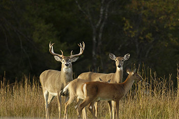 whitetail buck and two does in field