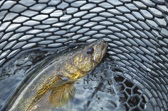 walleye in a net
