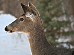 antlerless deer in Minnesota