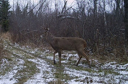 deer on trail camera