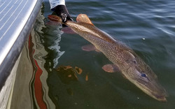 pike being released by a hand from a boat
