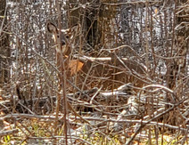 antlerless deer behind brush