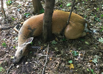 deer that died from EHD in a past year