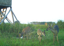 fawn with collar near deer stand and doe