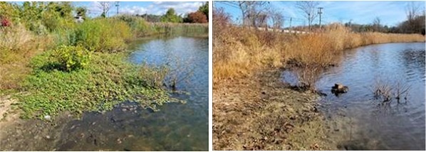 Artist Lake with and without invasive species