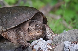 snapping turtle by Stephanie Stewart