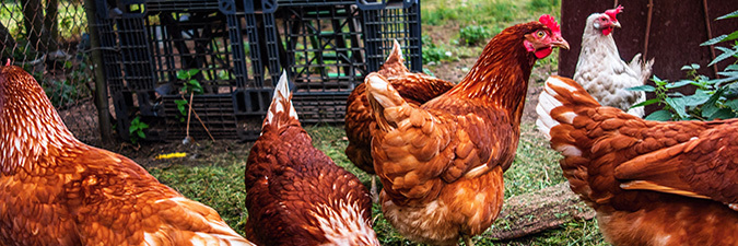 photo of chickens outside