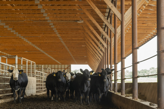 CATTLE