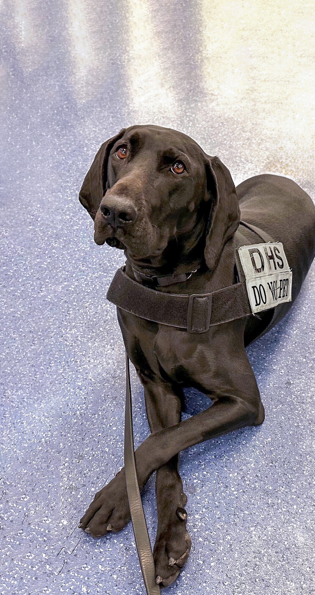 2023 TSA Cutest Canine Dina takes time out of her busy day to pose. (Photo: Courtesy of TSA) 2023 TSA Cutest Canine Dina takes time out of her busy day to pose. (Photo: Courtesy of TSA)