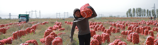 hombre cargando una bolsa de cebollas cosechadas en la granja