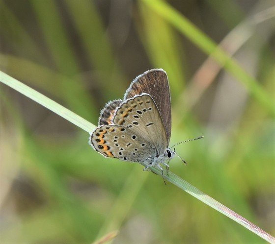 karner blue butterfly on blade of grass