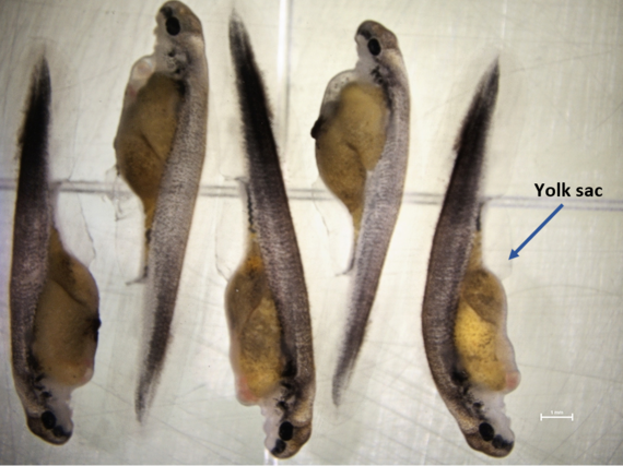 Five lake sturgeon larval are shown. 