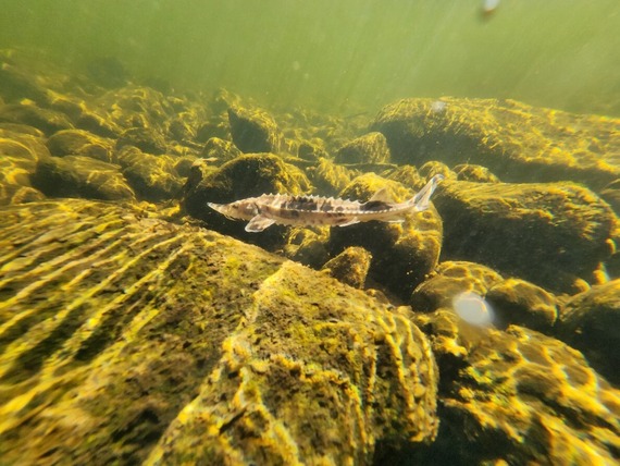 A young-of-year lake sturgeon swimming under water